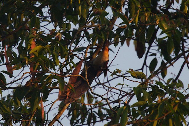Chestnut-winged Cuckoo - ML637582730