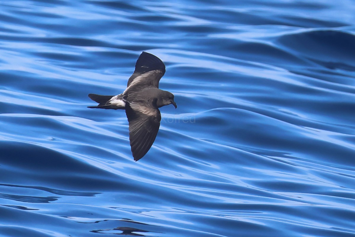 Leach's Storm-Petrel - ML637582732