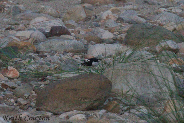 White Wagtail (Hodgson's) - ML637582753