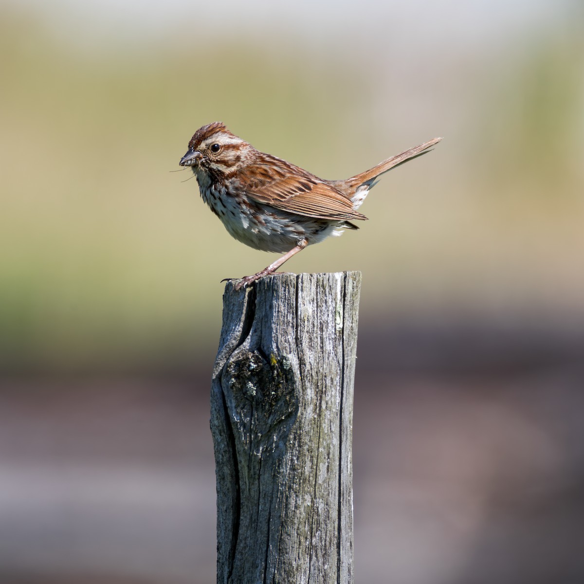 Song Sparrow - ML637582763