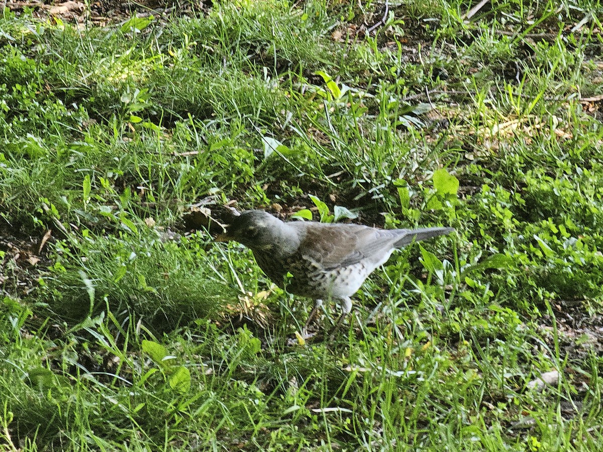 Fieldfare - ML637582786