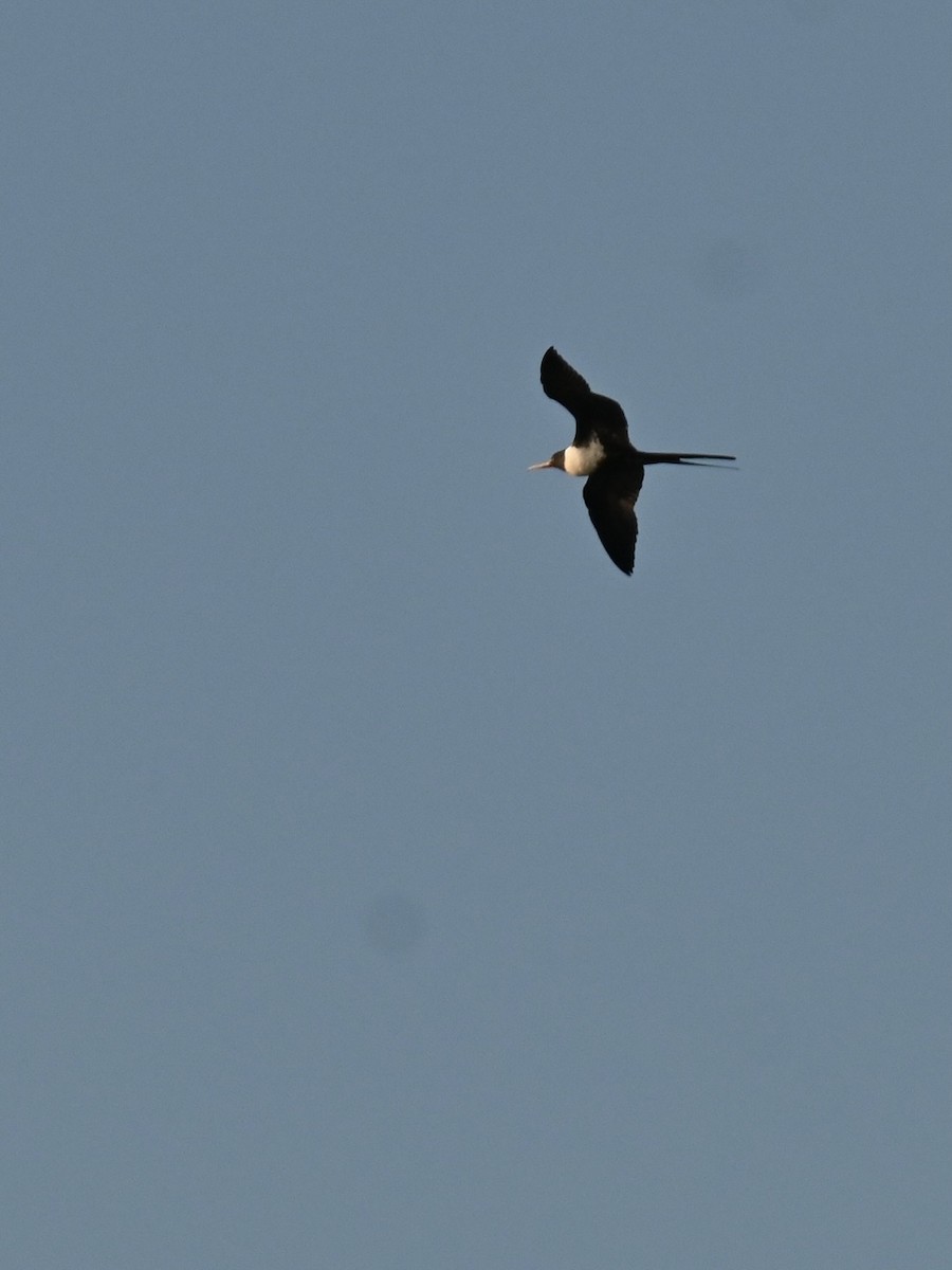 Lesser Frigatebird - ML637582806