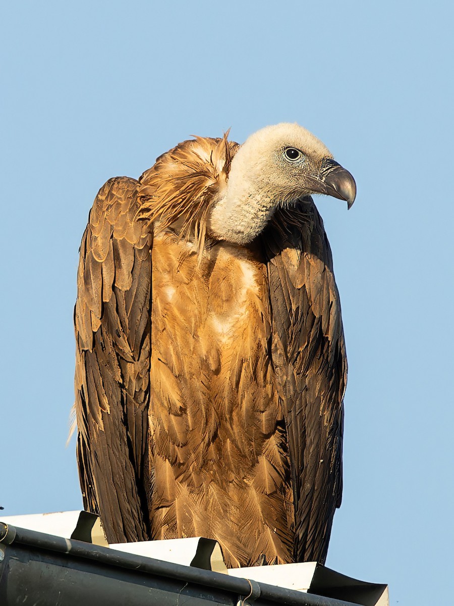 Eurasian Griffon - ML637582808