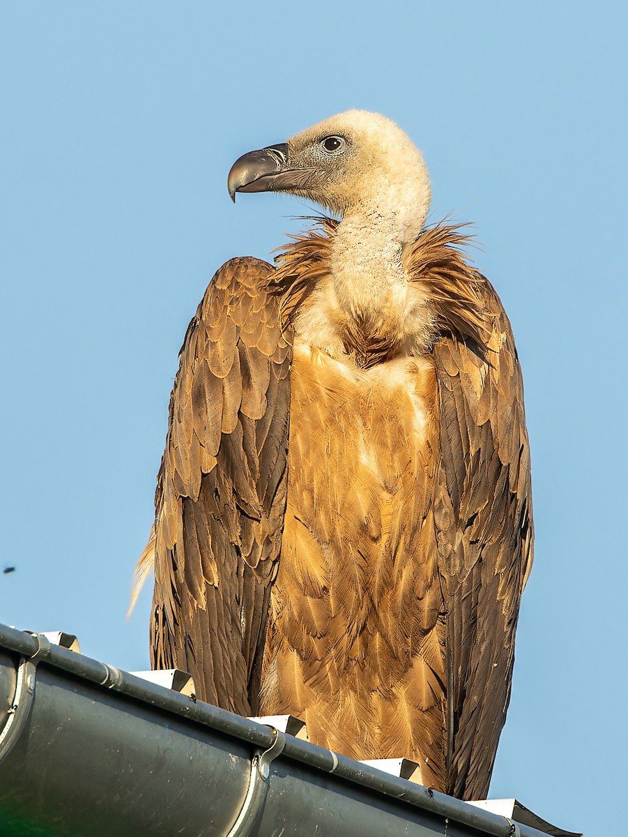 Eurasian Griffon - ML637582809