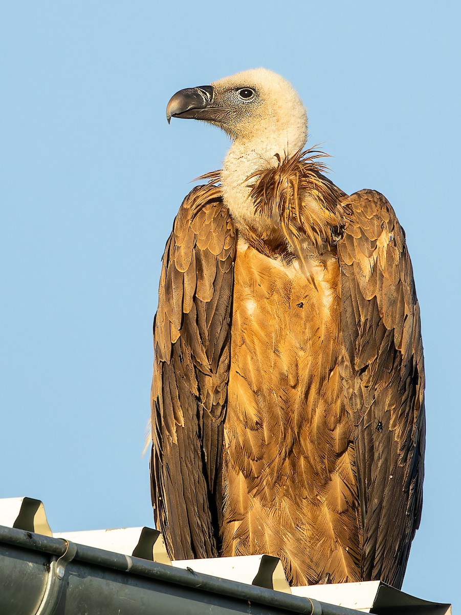 Eurasian Griffon - ML637582810