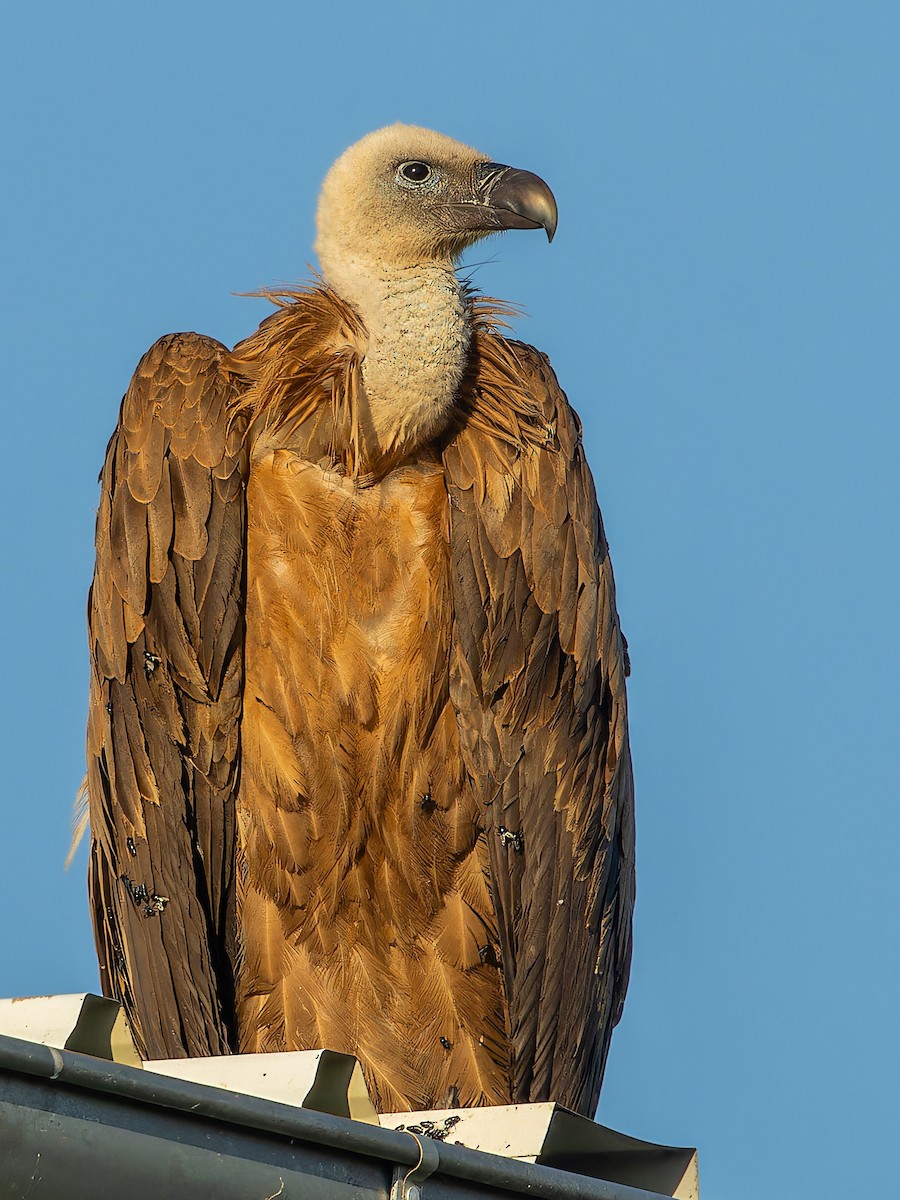 Eurasian Griffon - ML637582811