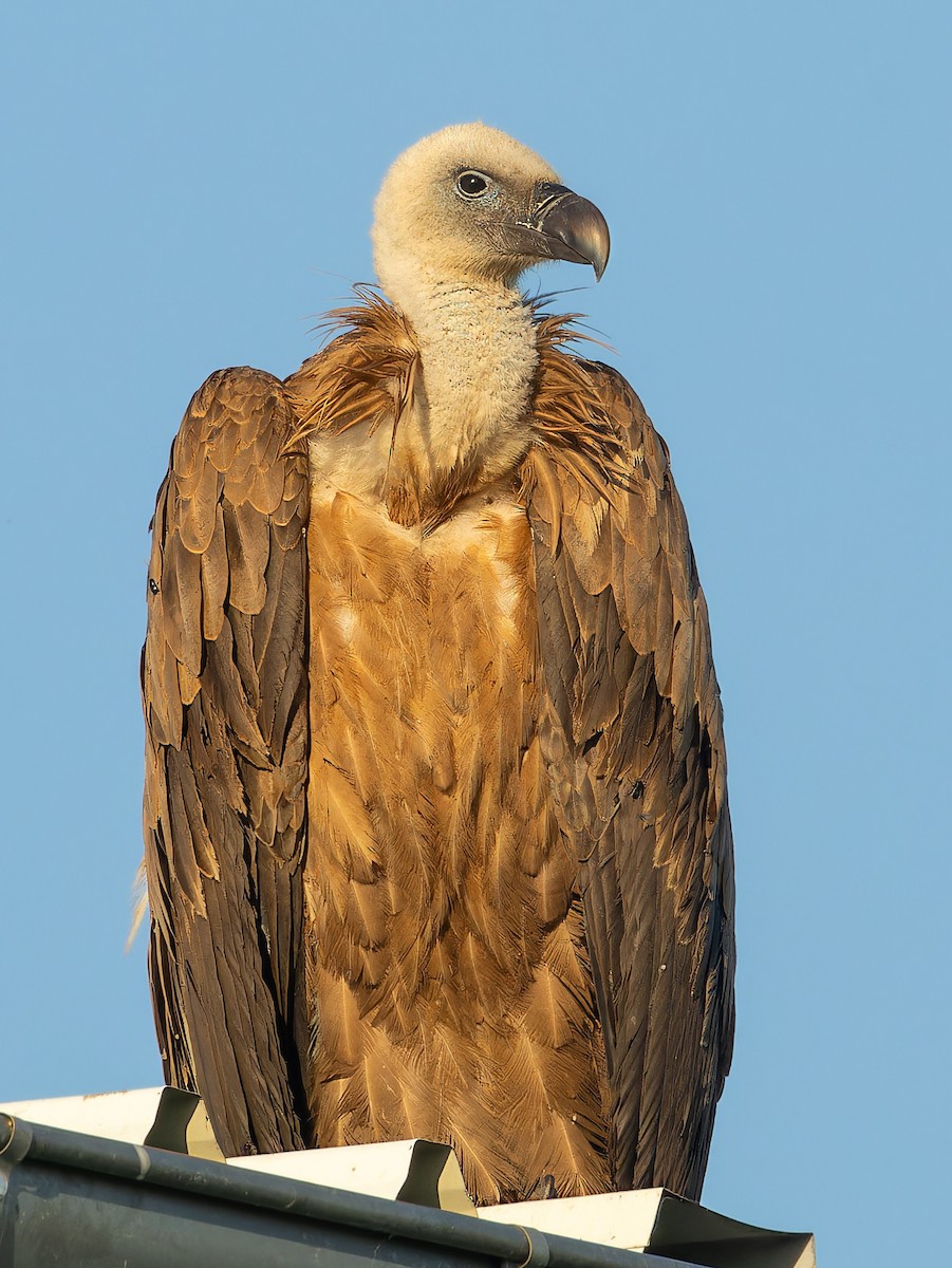 Eurasian Griffon - ML637582812