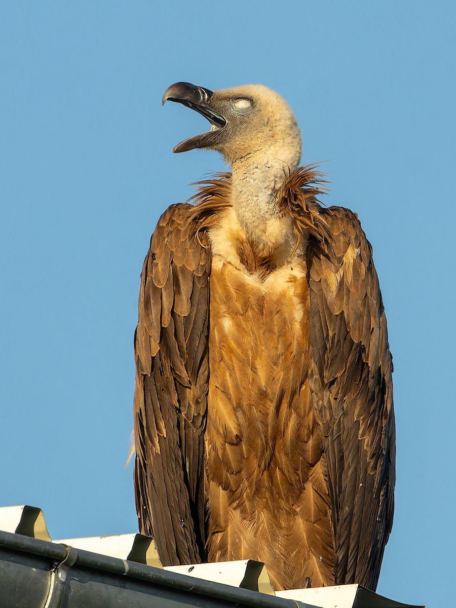 Eurasian Griffon - ML637582813