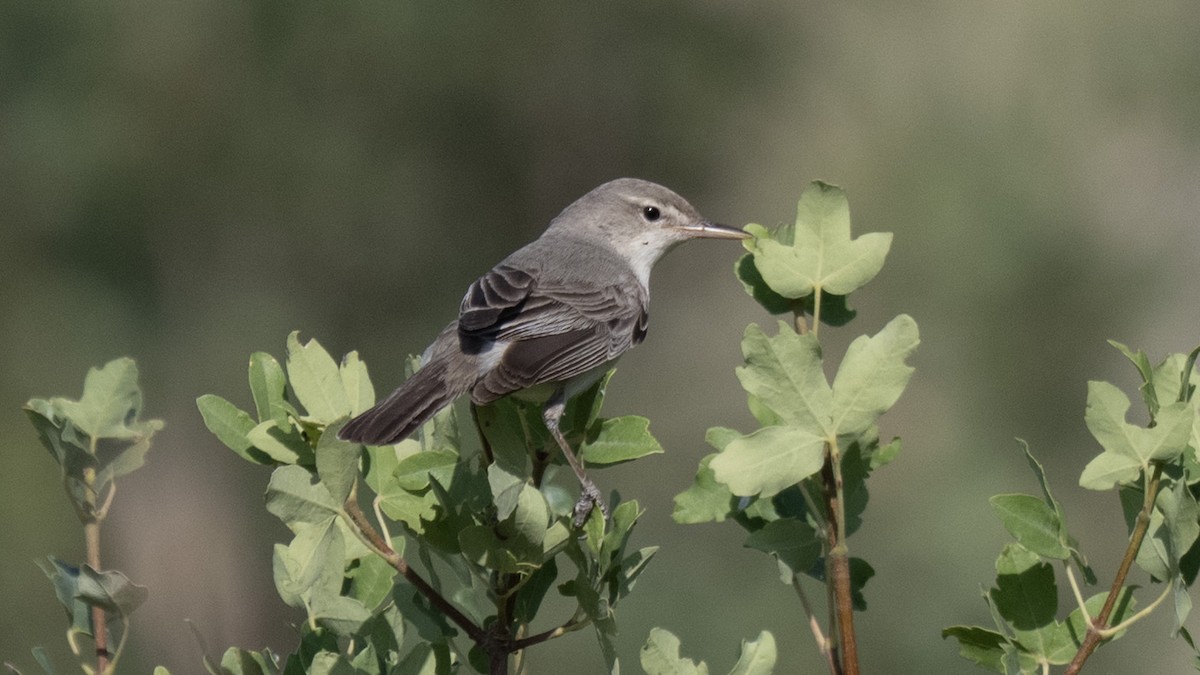 Upcher's Warbler - ML637582820