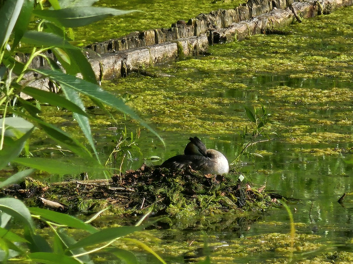 Great Crested Grebe - ML637582821