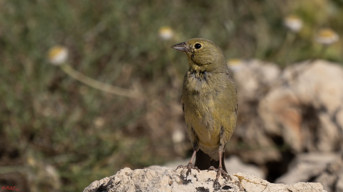 Cinereous Bunting - ML637582835