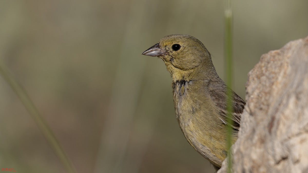 Cinereous Bunting - ML637582836