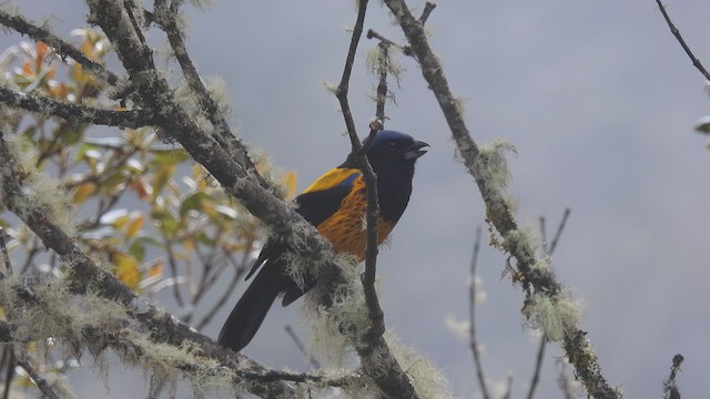 Golden-backed Mountain Tanager - ML637582838