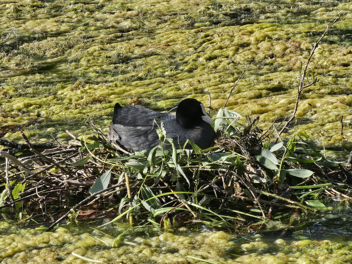 Eurasian Coot - ML637582858