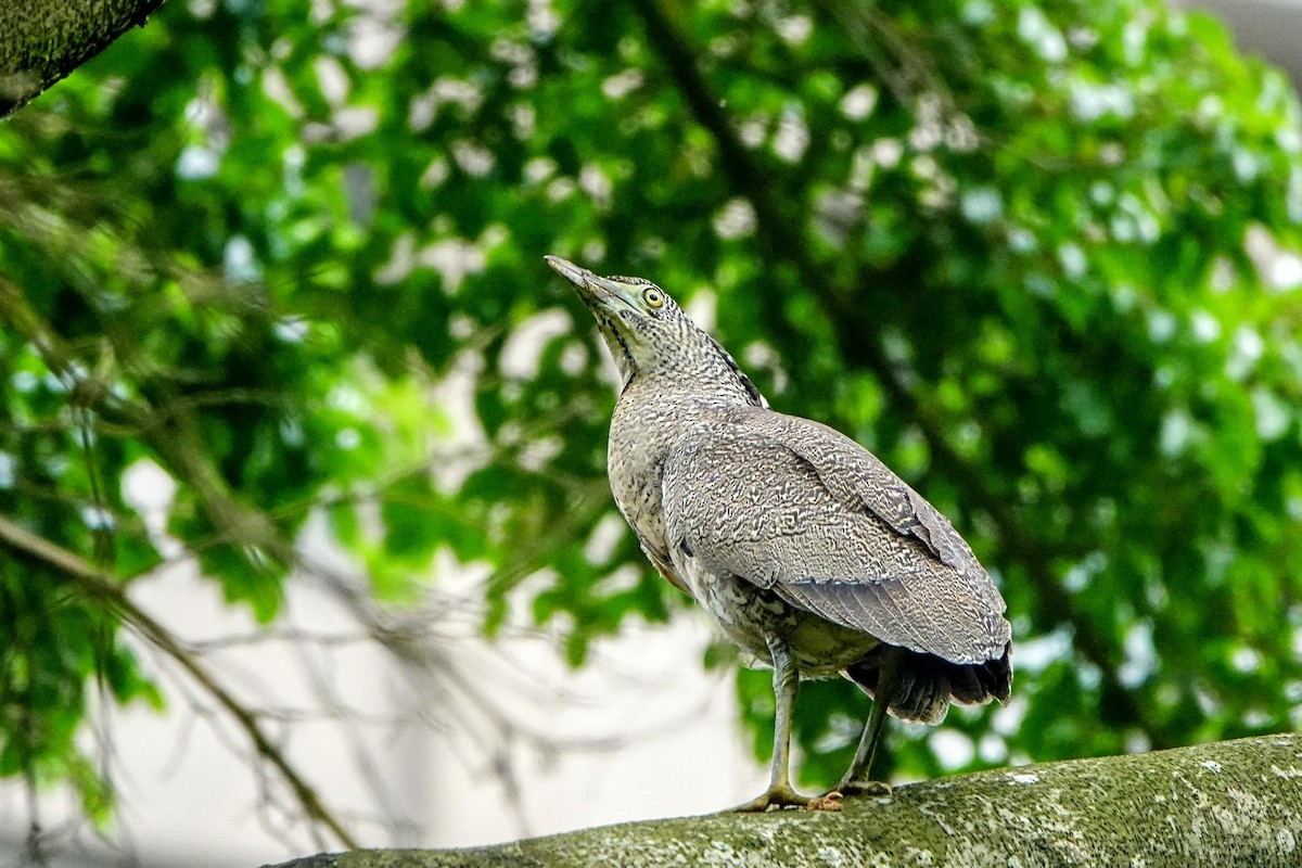 Malayan Night Heron - ML637582865