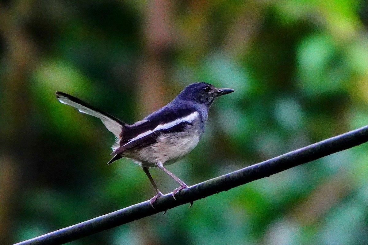Oriental Magpie-Robin - ML637582867