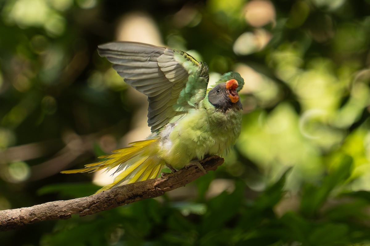 Slaty-headed Parakeet - ML637582883