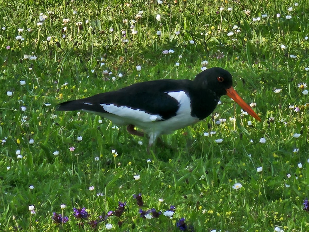 Eurasian Oystercatcher - ML637582889