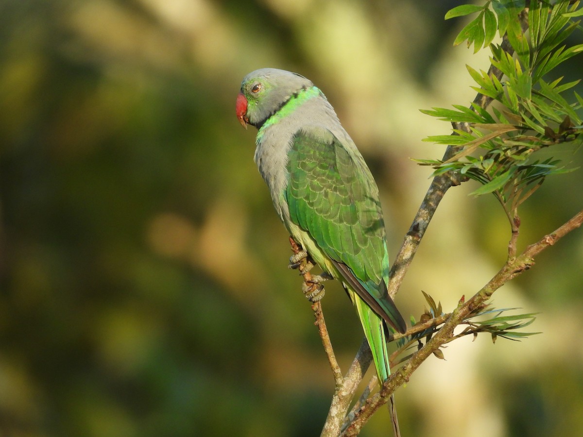 Malabar Parakeet - ML637582897