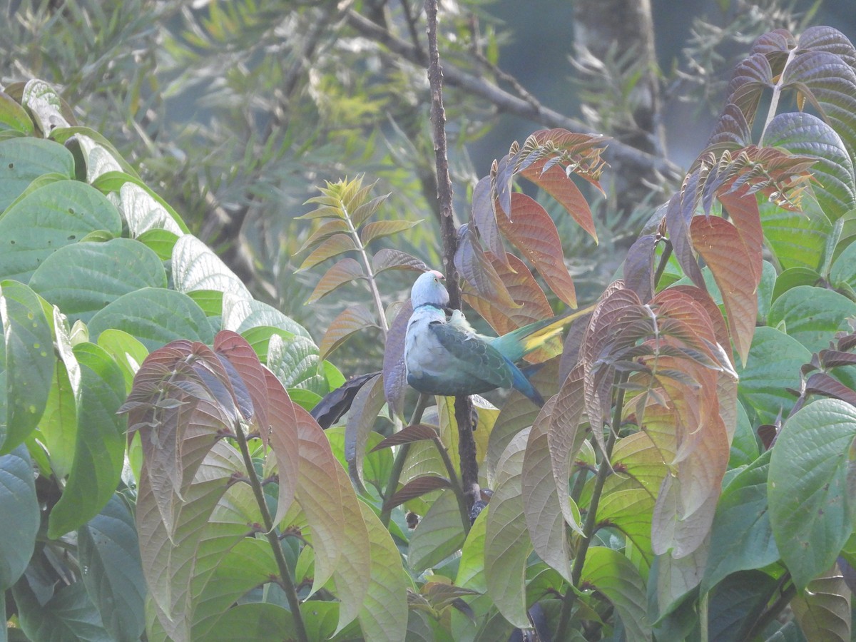 Malabar Parakeet - ML637582898