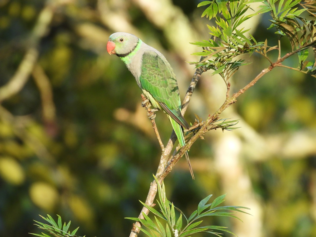 Malabar Parakeet - ML637582899