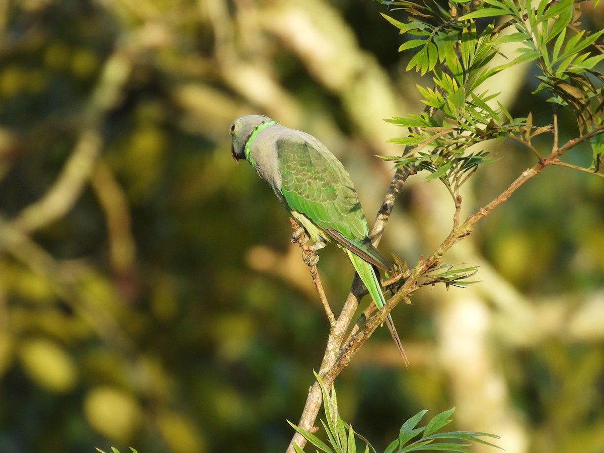 Malabar Parakeet - ML637582900