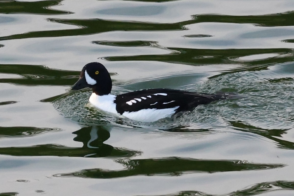 Barrow's Goldeneye - ML637582927