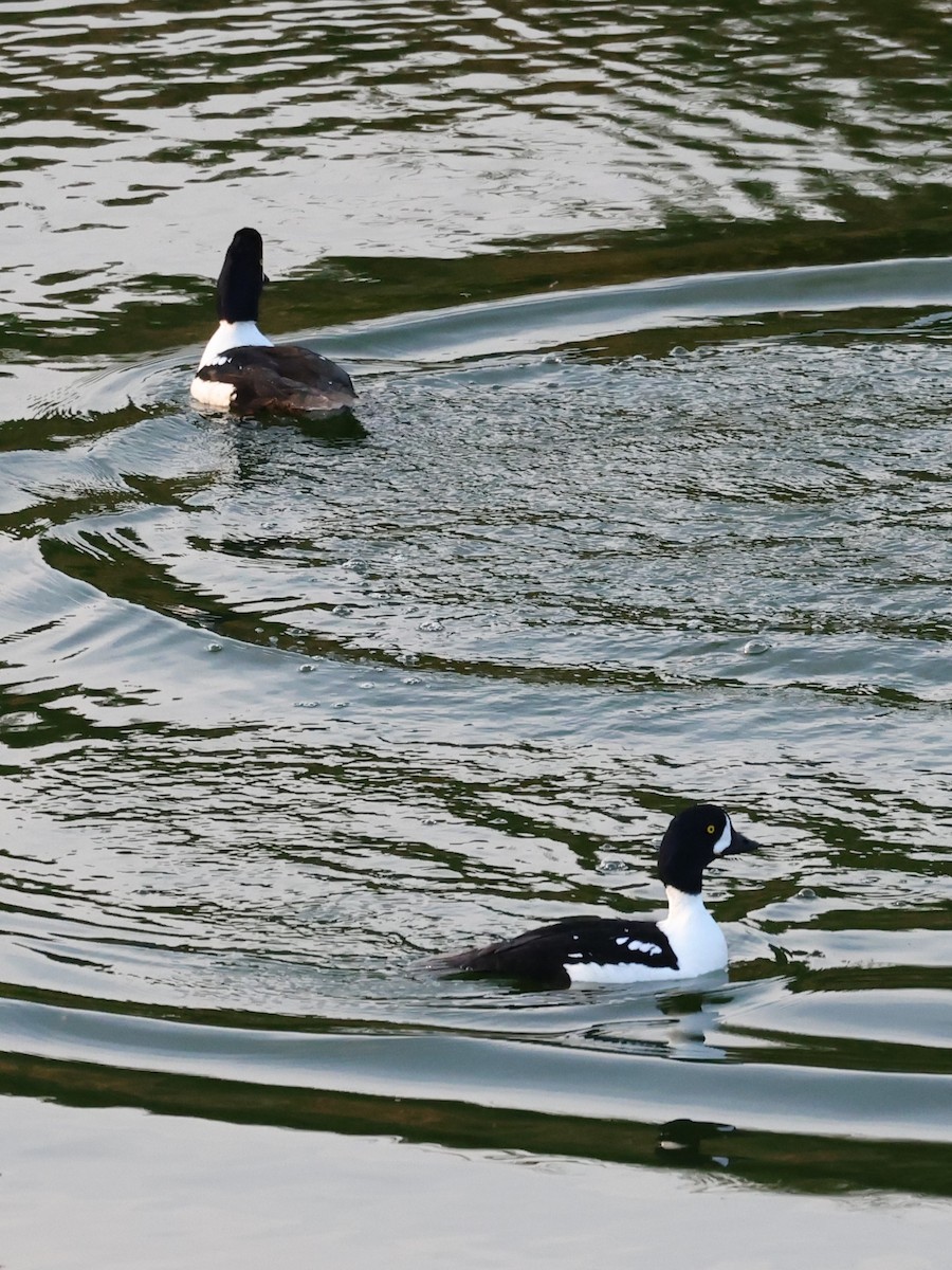 Barrow's Goldeneye - ML637582928