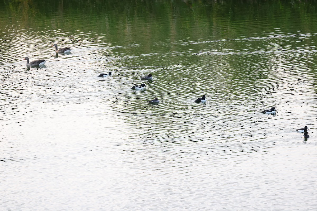Barrow's Goldeneye - ML637582932