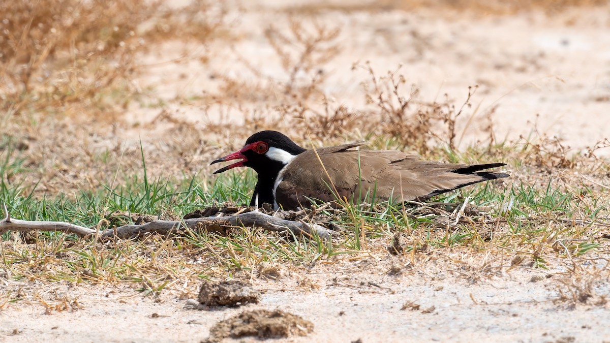 Red-wattled Lapwing - ML637582937