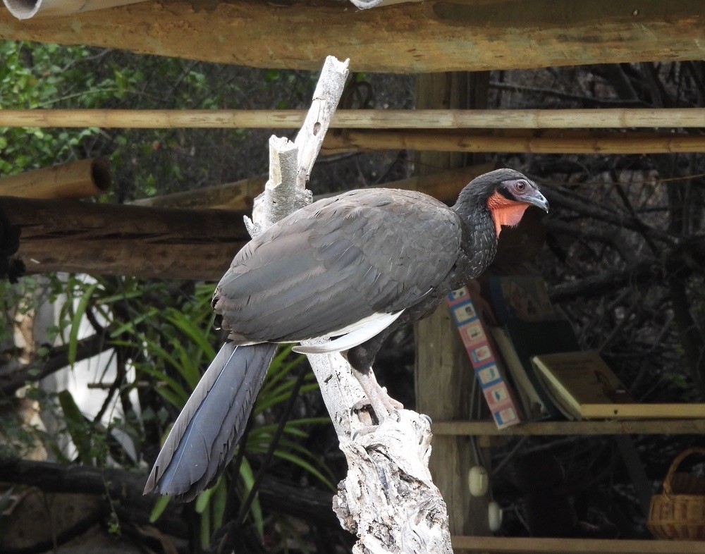 White-winged Guan - ML637582944