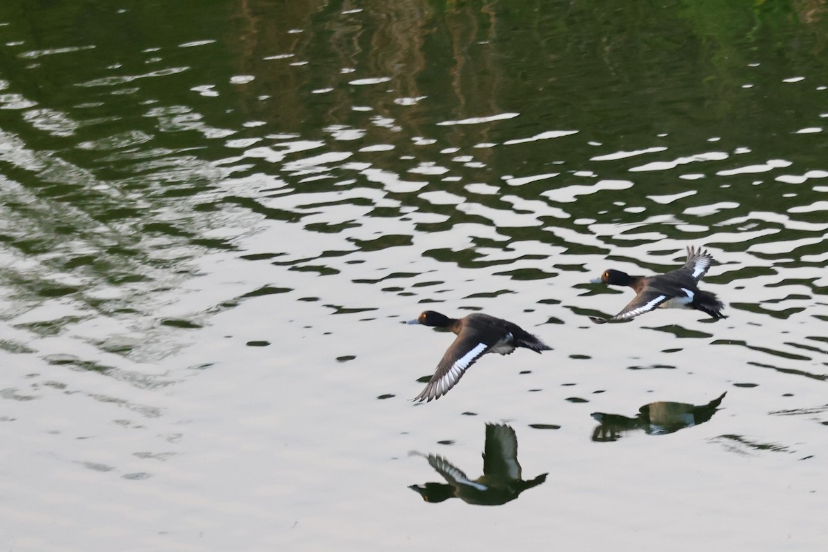 Tufted Duck - ML637582949