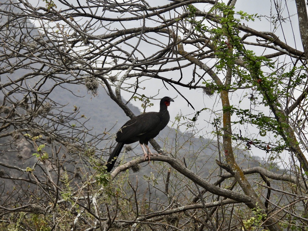 White-winged Guan - ML637582979