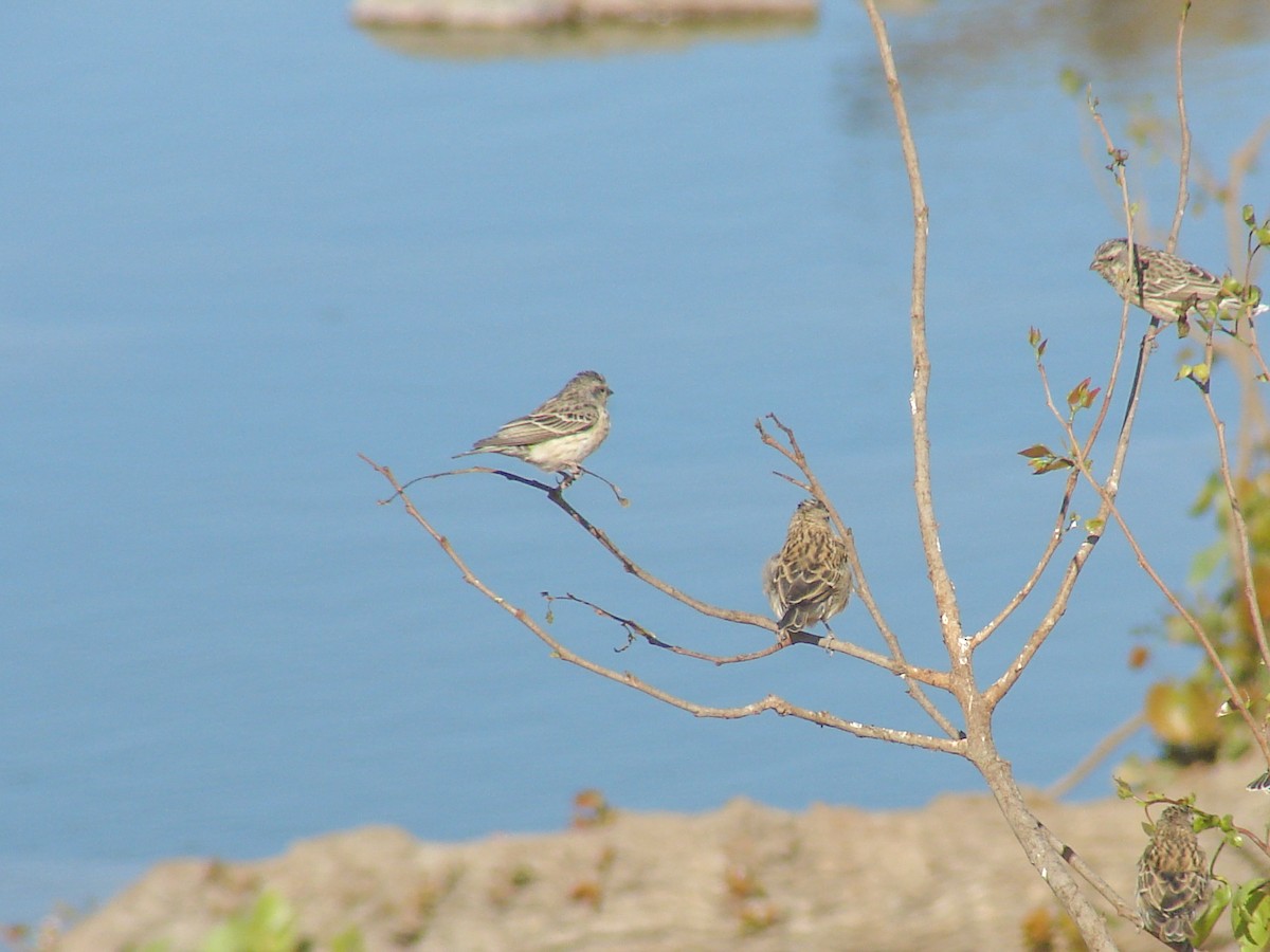 Black-throated Canary - ML637582983