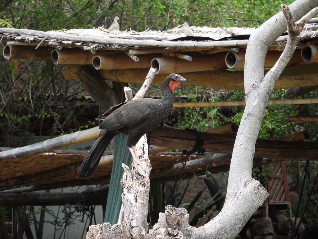 White-winged Guan - ML637582984