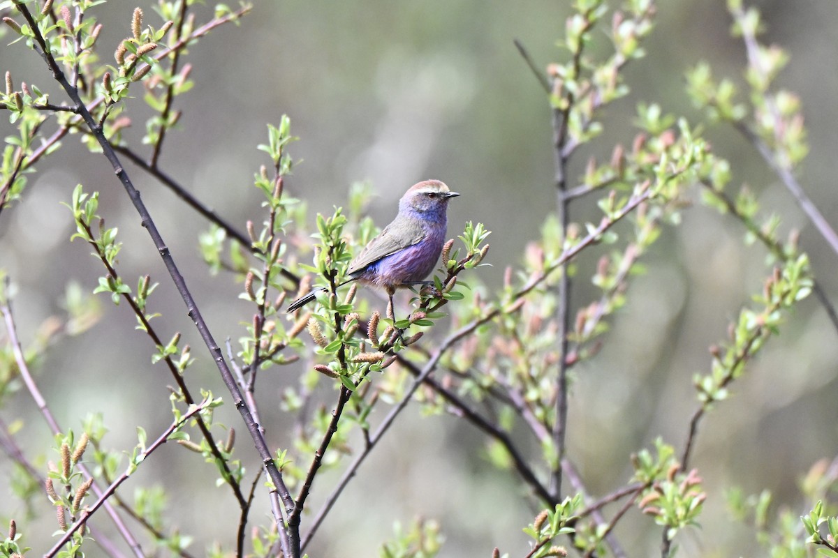 White-browed Tit-Warbler - ML637582997