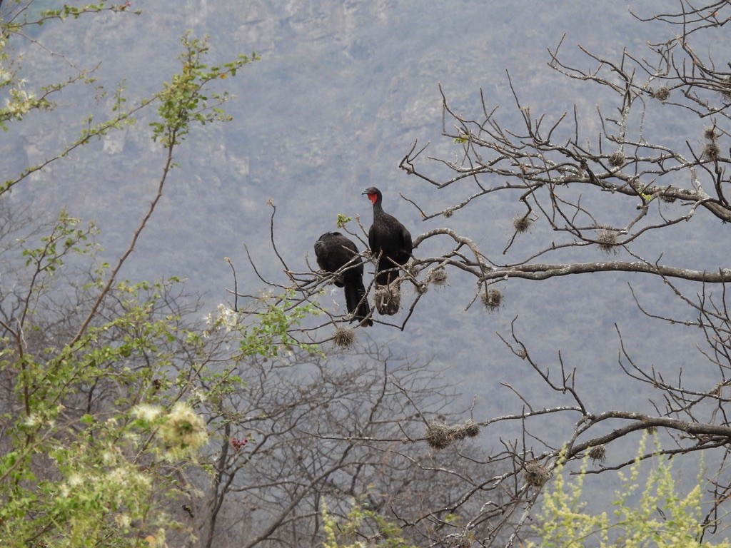 White-winged Guan - ML637583001