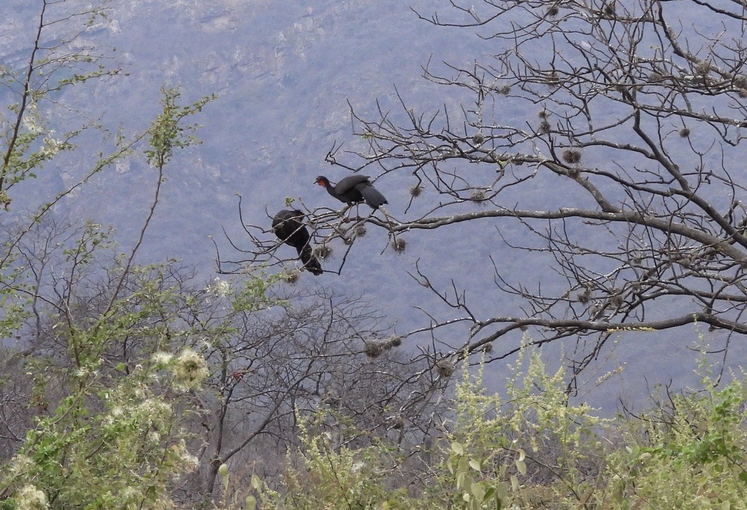 White-winged Guan - ML637583003