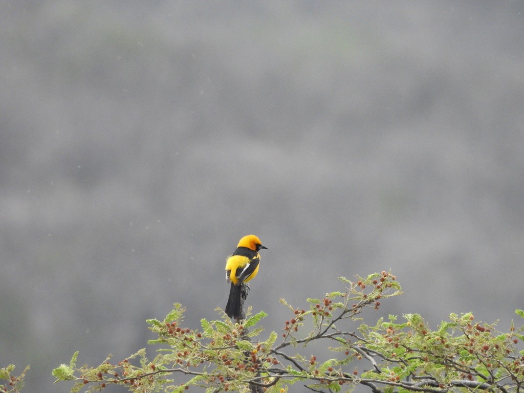 White-edged Oriole - ML637583008