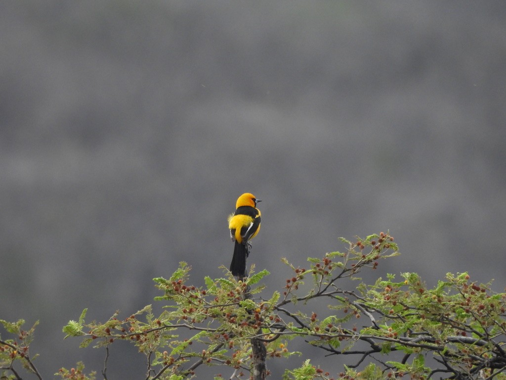 White-edged Oriole - ML637583010