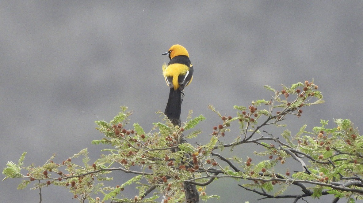 White-edged Oriole - ML637583013