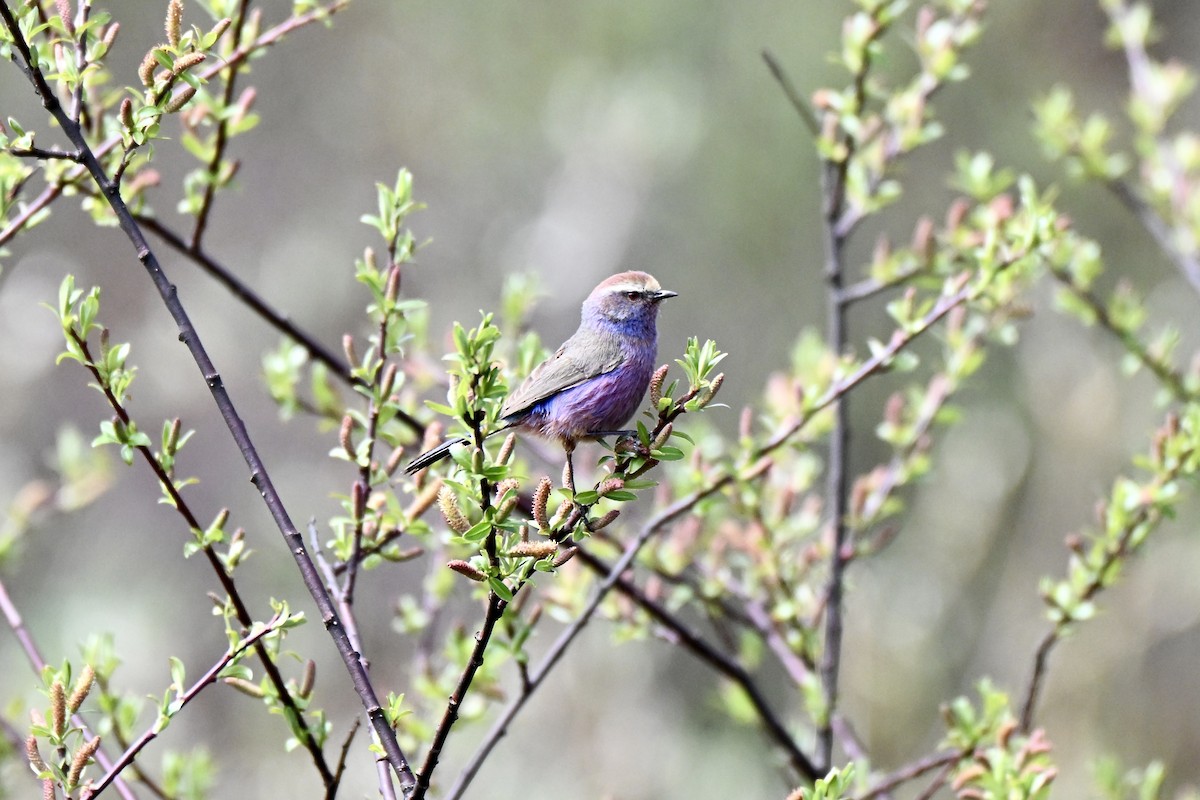 White-browed Tit-Warbler - ML637583018
