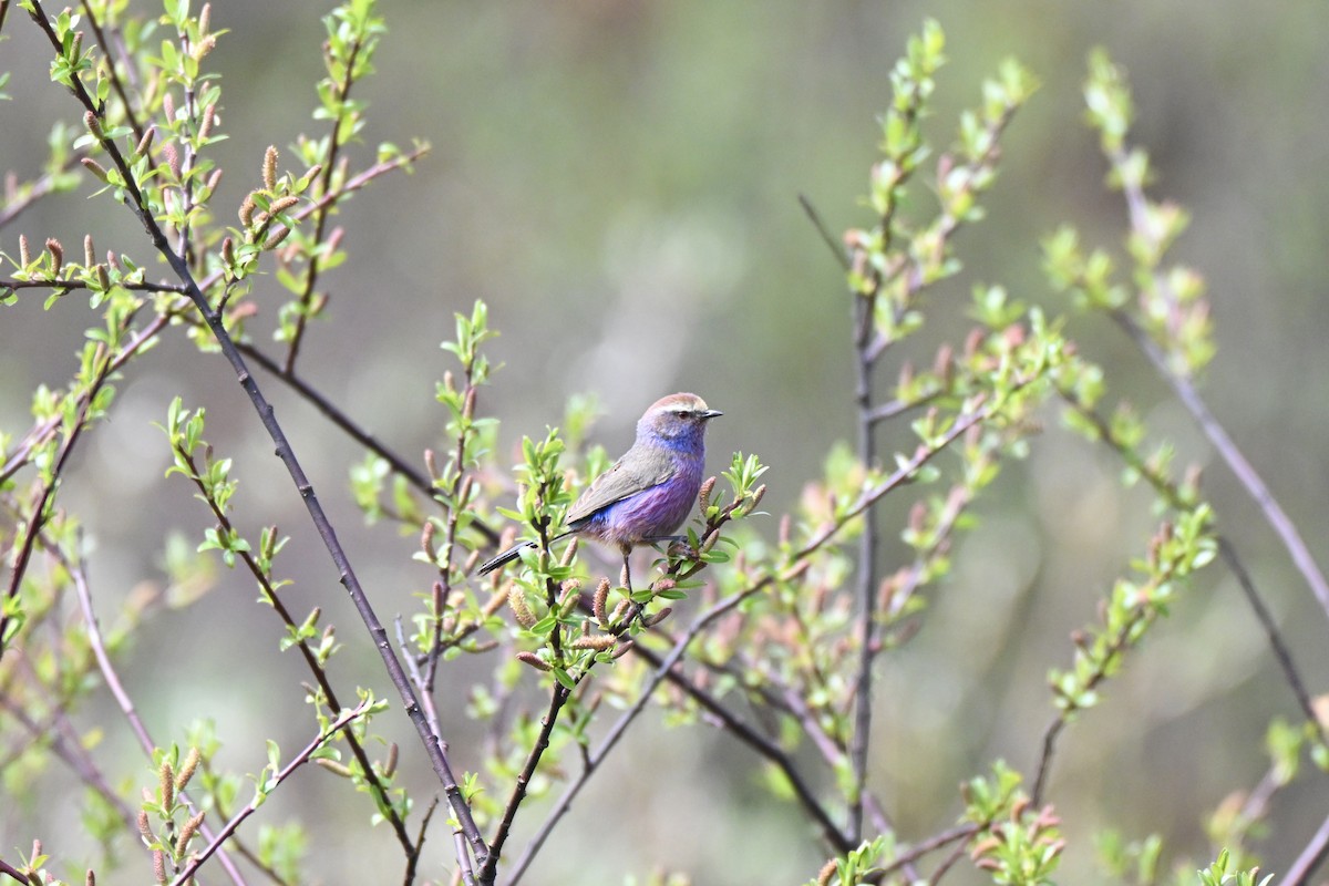 White-browed Tit-Warbler - ML637583020