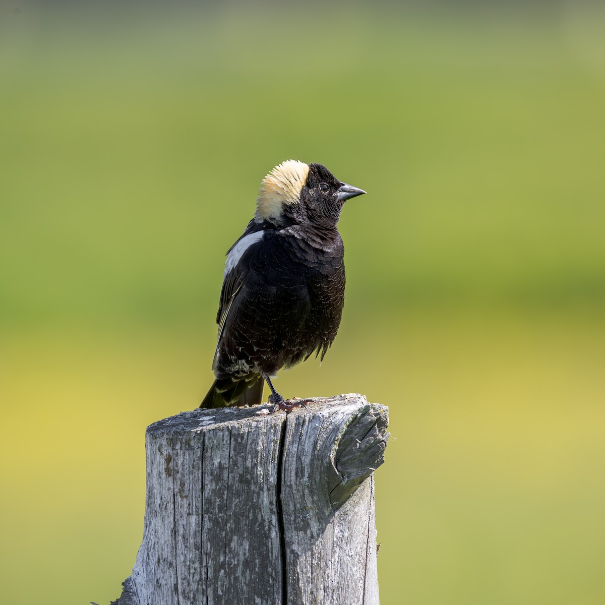 Bobolink - ML637583021
