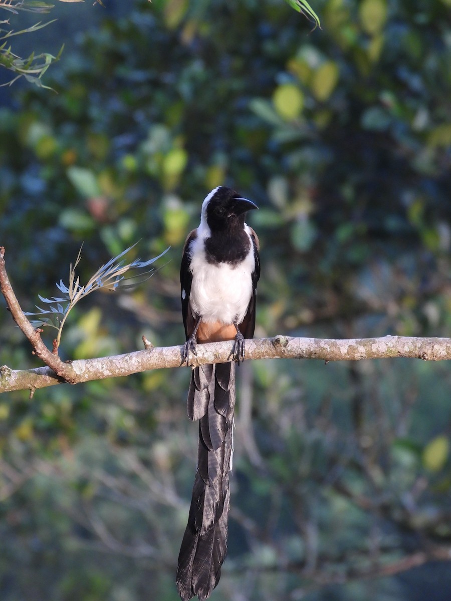 White-bellied Treepie - ML637583022