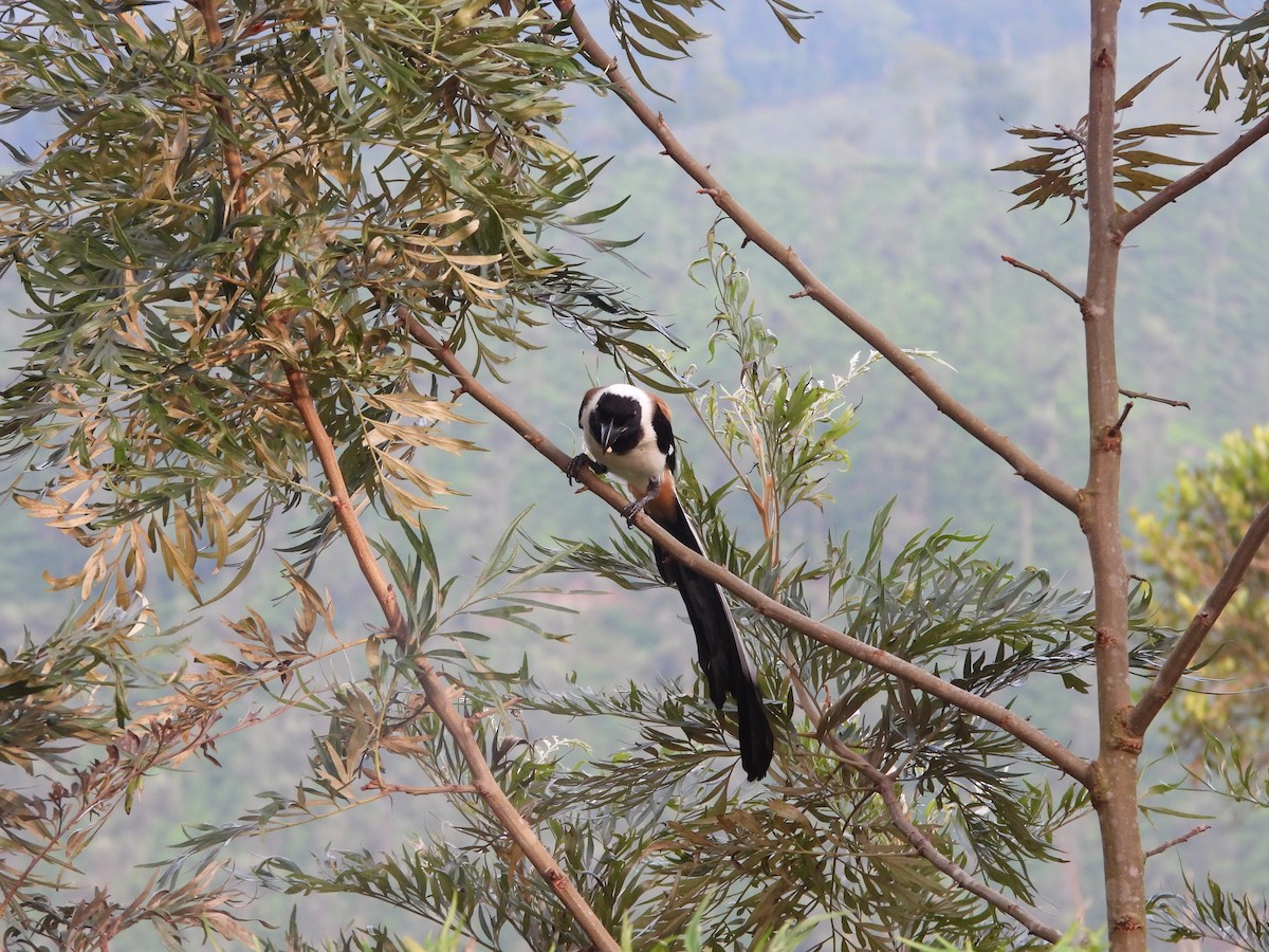White-bellied Treepie - ML637583025