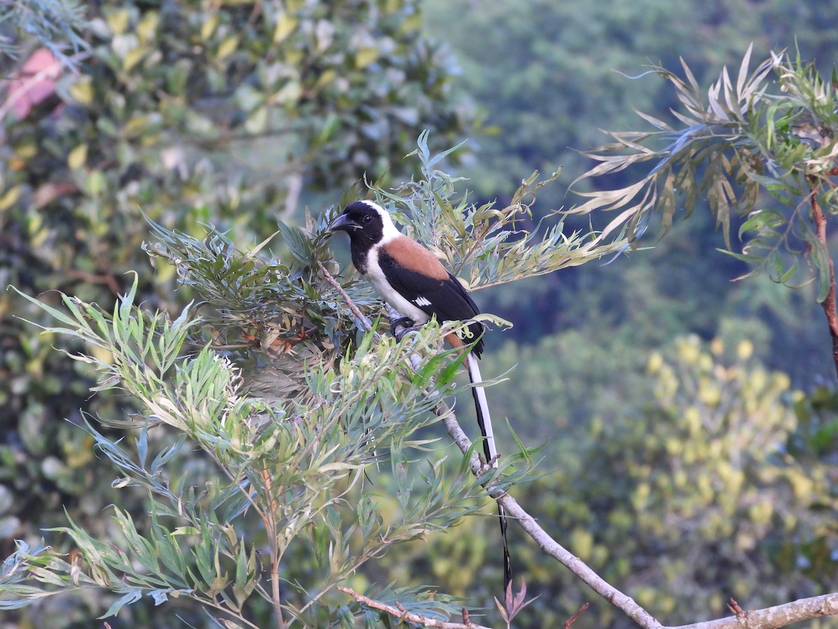 White-bellied Treepie - ML637583028