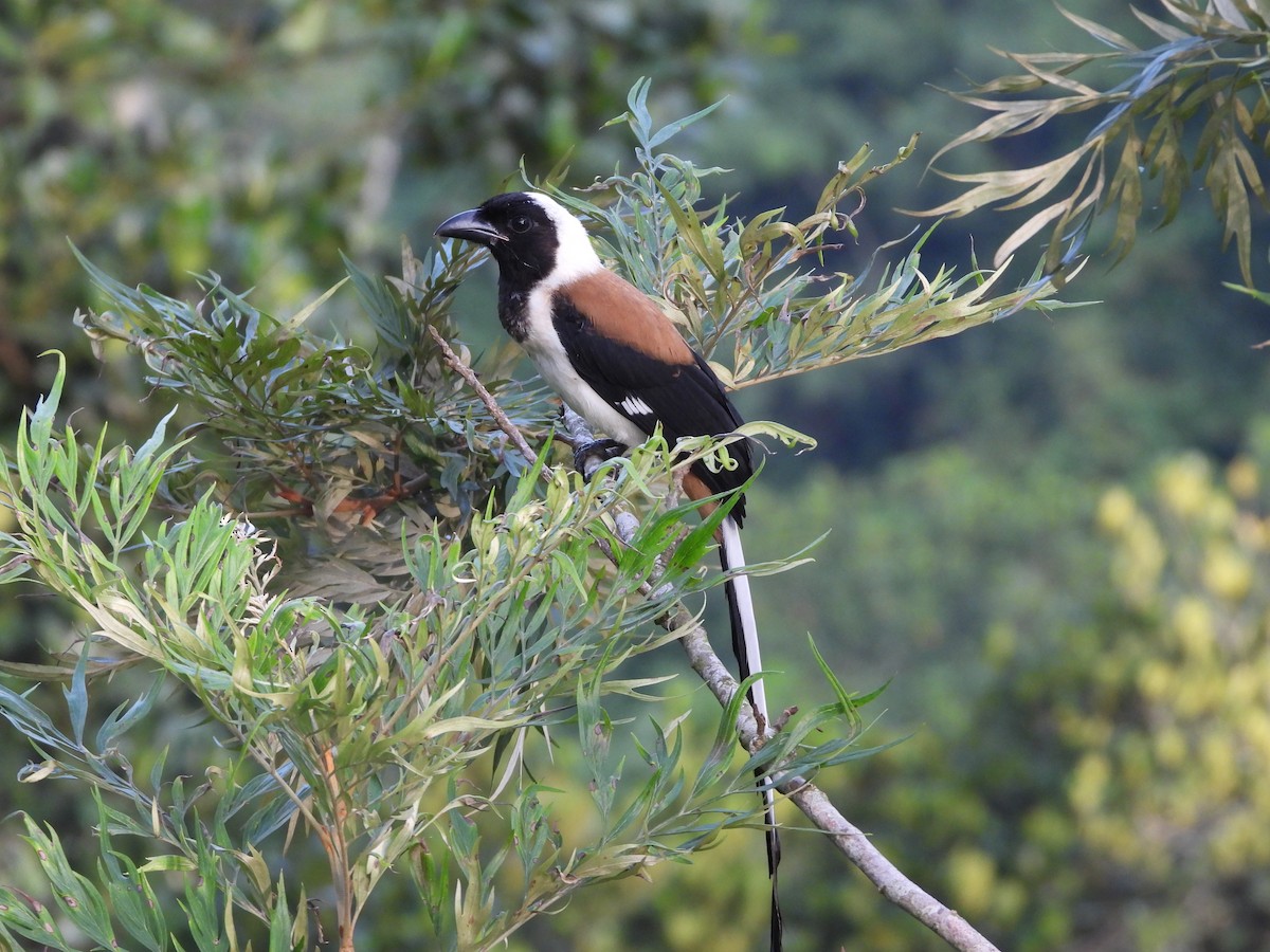 White-bellied Treepie - ML637583029