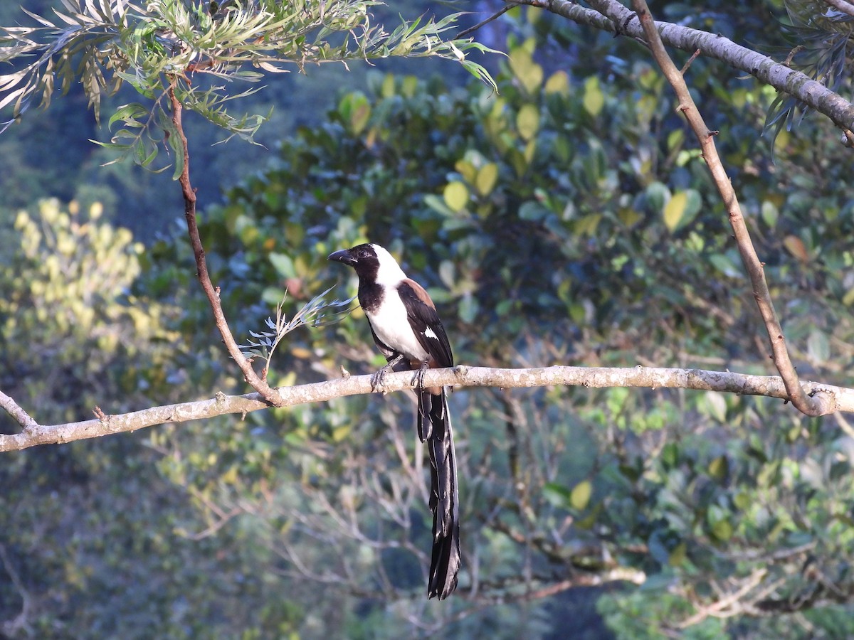 White-bellied Treepie - ML637583030