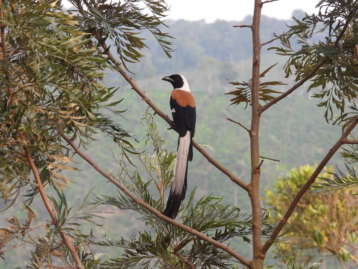 White-bellied Treepie - ML637583031